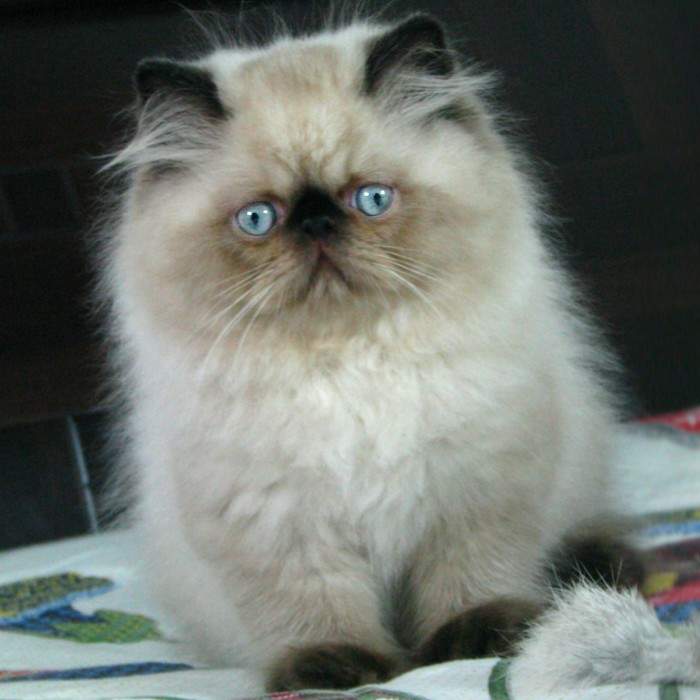 喜马拉雅猫