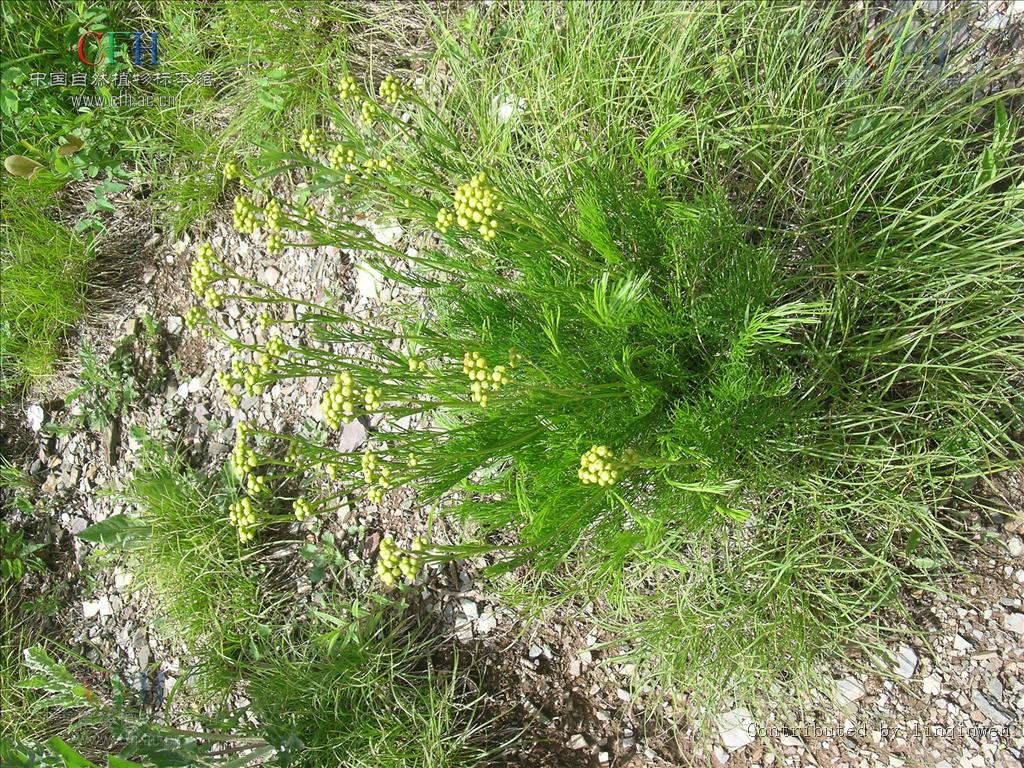  p> a href="#" data-lemmaid="2687631">线叶菊 /a>,别名 a href="#"