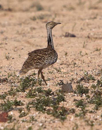  p>翎颌鸨(学名:chlamydotis undulata)体型较 a target="_blank"