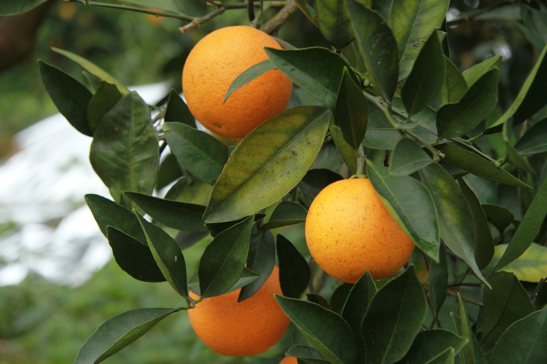  p data-id="gnx40ny0nw">冰糖橙(citrussinensisosbeck)又名冰糖柑