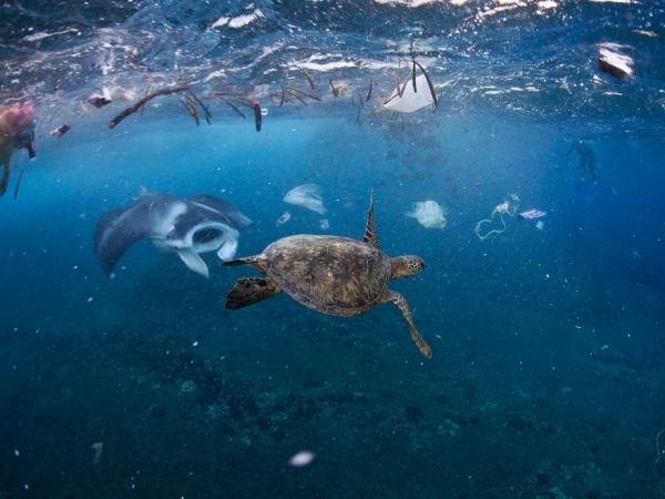  p>《海变》的作者是海洋生物学家詹姆斯·鲍里克,本书恍似一部好莱坞