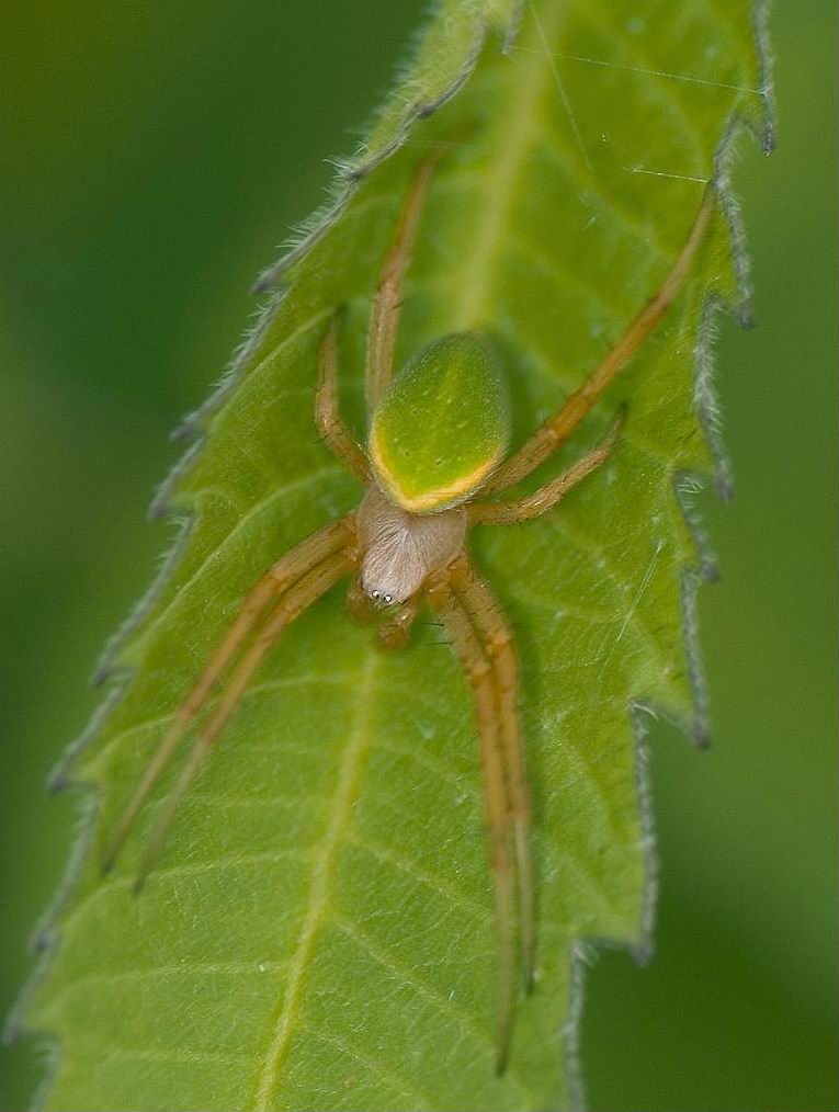  p>青新园蛛( i>neoscona scylla /i>&nbsp;(karsch,1879))是 a