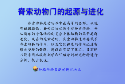 脊索动物门