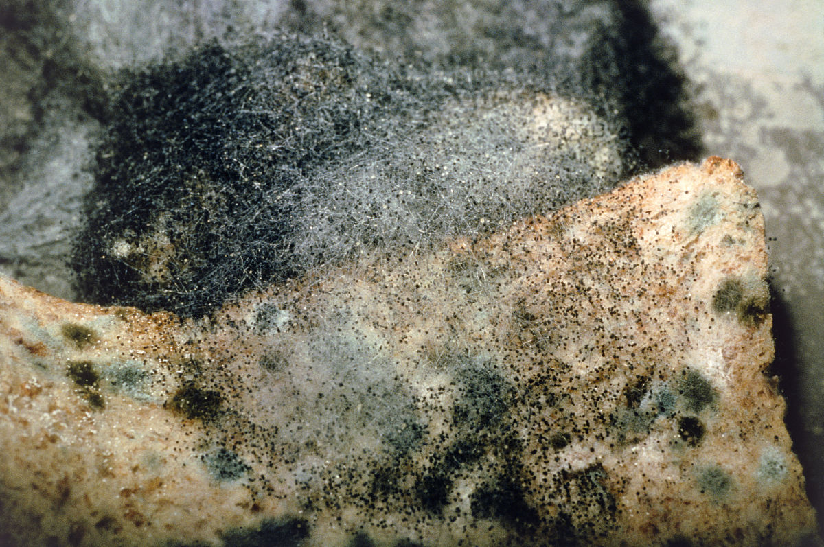  p data-id="gncodv90f0">毛霉菌(mucor)又叫黑霉,长毛霉.
