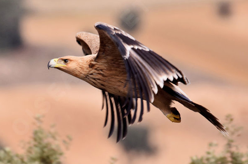  p>西班牙帝雕 (学名: i>aquila adalberti /i>):是大型 a target="