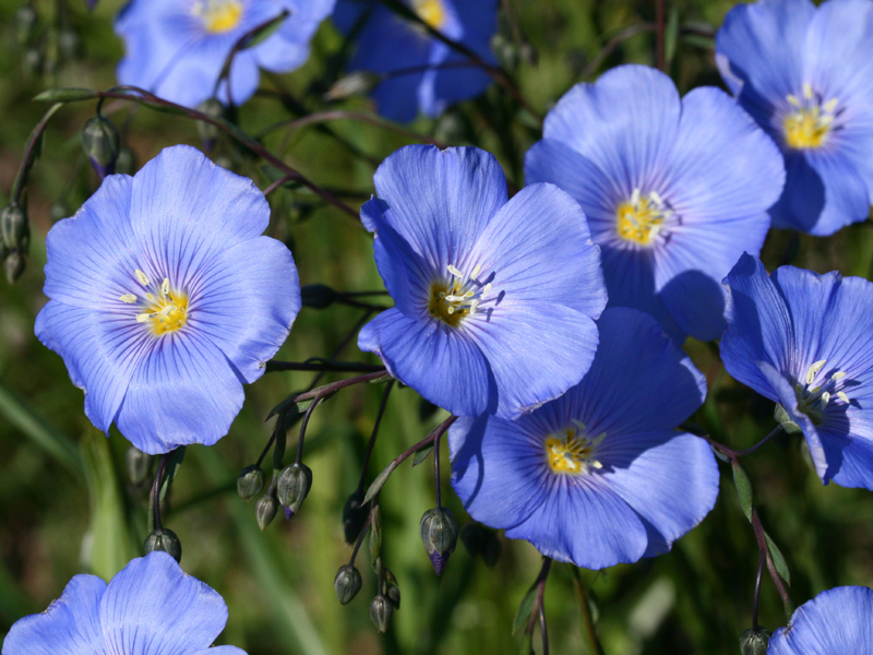  p>国花(英文名:the national flower,floral emblem):是代表国家 a