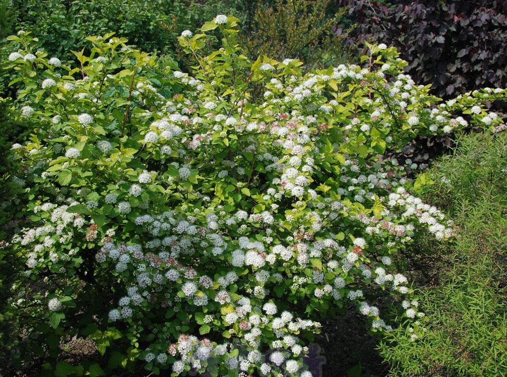 physocarpus amurensis