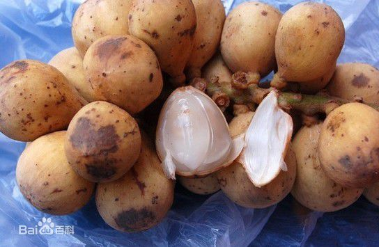  p>龙荔(学名: i>dimocarpus confinis /i> (how et ho) h. s.