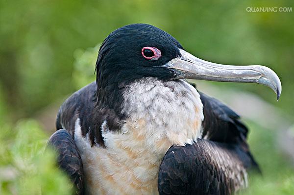  p>军舰鸟(学名:fregata)是 a target="_blank" href="/item/鹈形目">