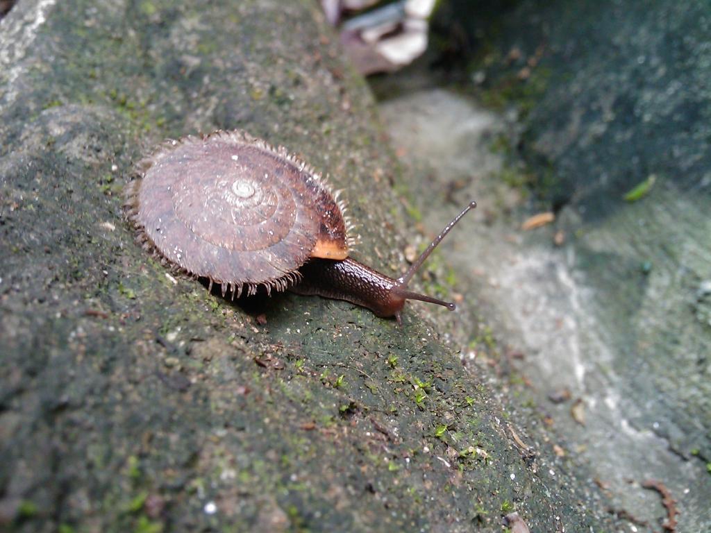 扁山蜗牛