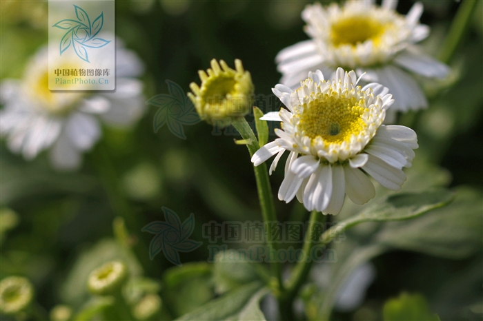  p>短舌匹菊(学名:pyrethrum parthenium (l.) sm.