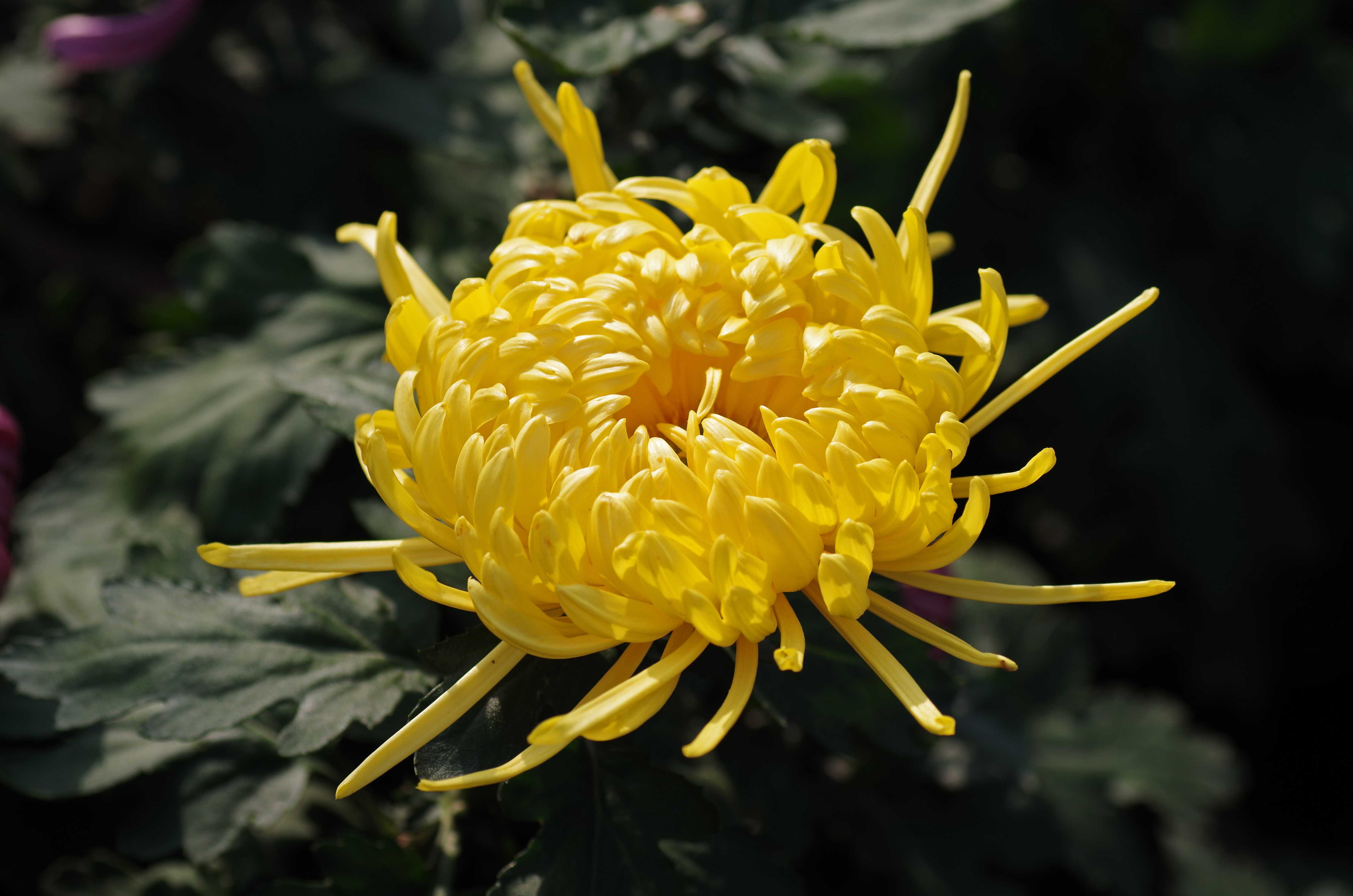 crossostephium chinense