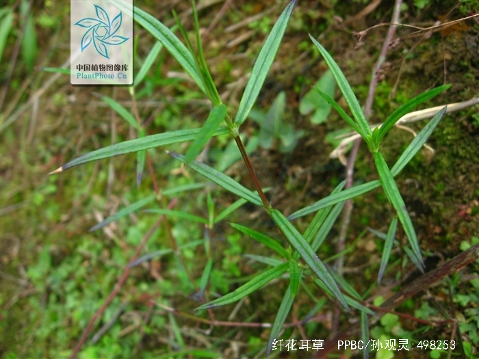  p>纤花耳草,中药名.