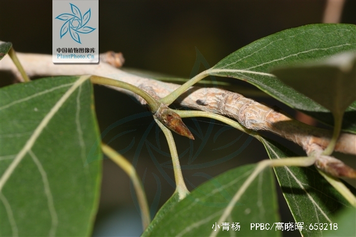  p>小青杨,中药名.