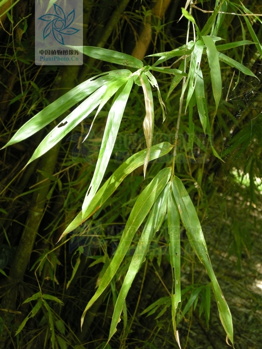 竿壁厚,竿下部节间近实心,竿环及枝环甚隆起,新竿无毛,枝叶稀疏;箨鞘