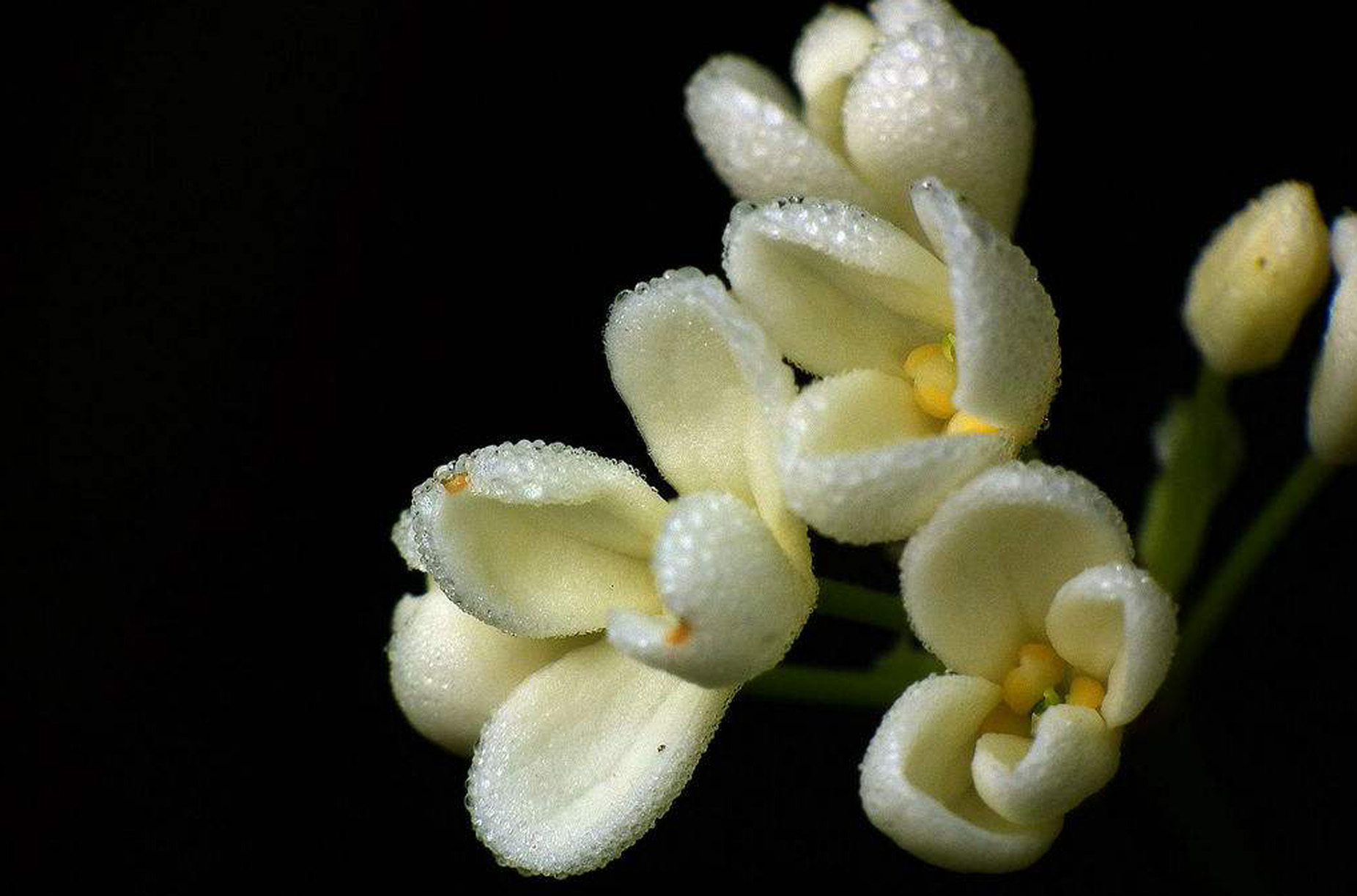  p data-id="gnvk6p3bv1">银桂(学名: i>osmanthus fragrans lati