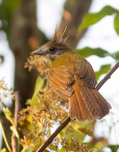 alophoixus flaveolus