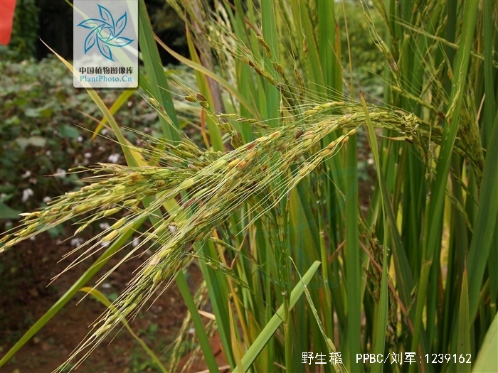  p>野生稻(学名: i>oryza rufipogon /i> griff.