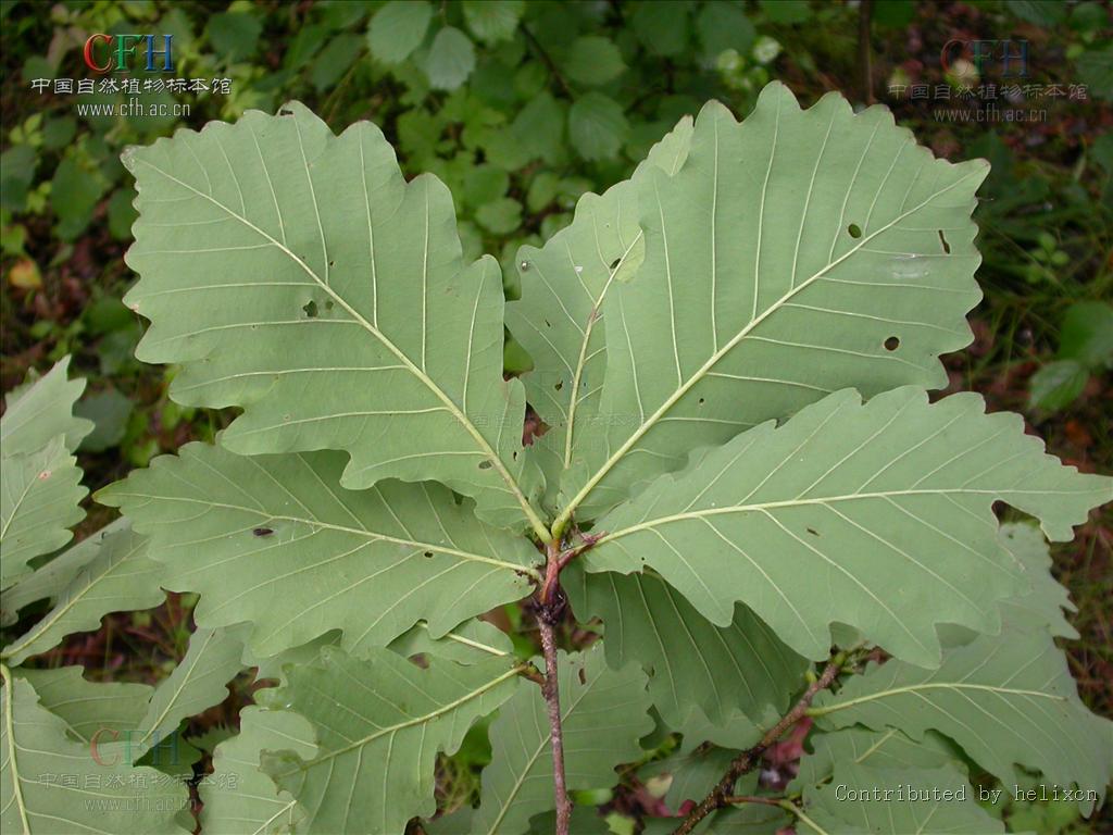  p>蒙古栎(学名: i>quercus mongolica /i> fisch.