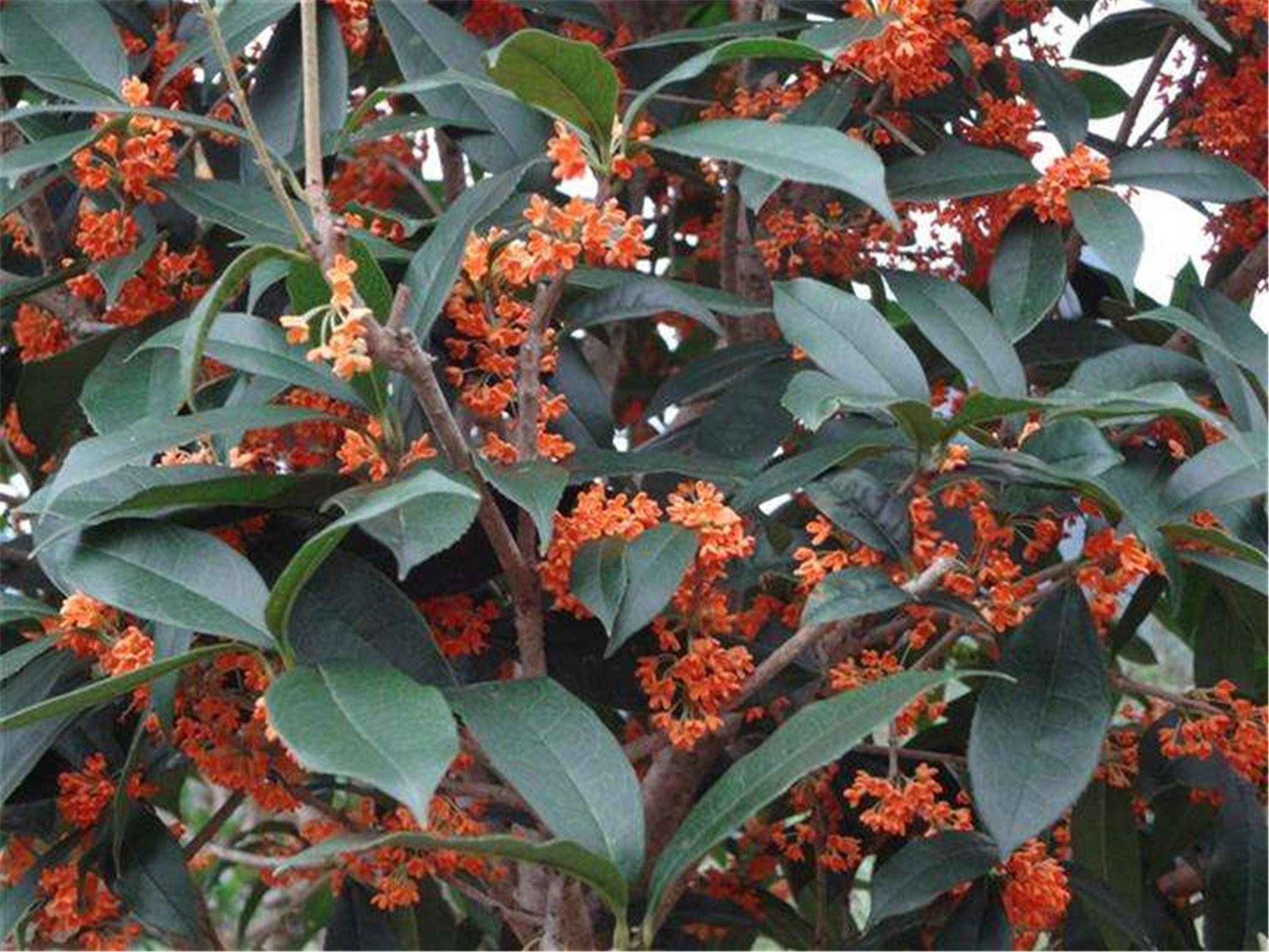  p>状元红(学名: i>osmanthus fragrans /i> 'zhuang yuan