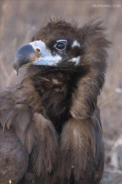  p>黑兀鹫(学名: i>sarcogyps calvus /i>)为 a target="_blank" href