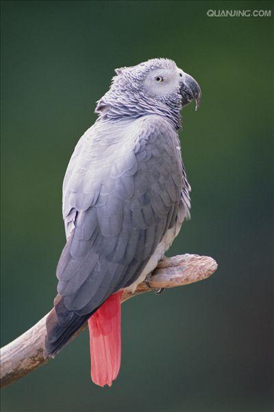 p>非洲灰鹦鹉(学名 i>psittacus erithacus/i)属于大型鹦鹉,是