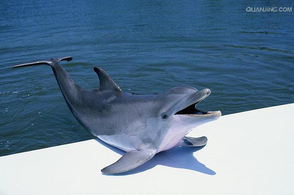  p>宽吻海豚, i>tursiops truncatus  /i>(montagu, 1821), a target=