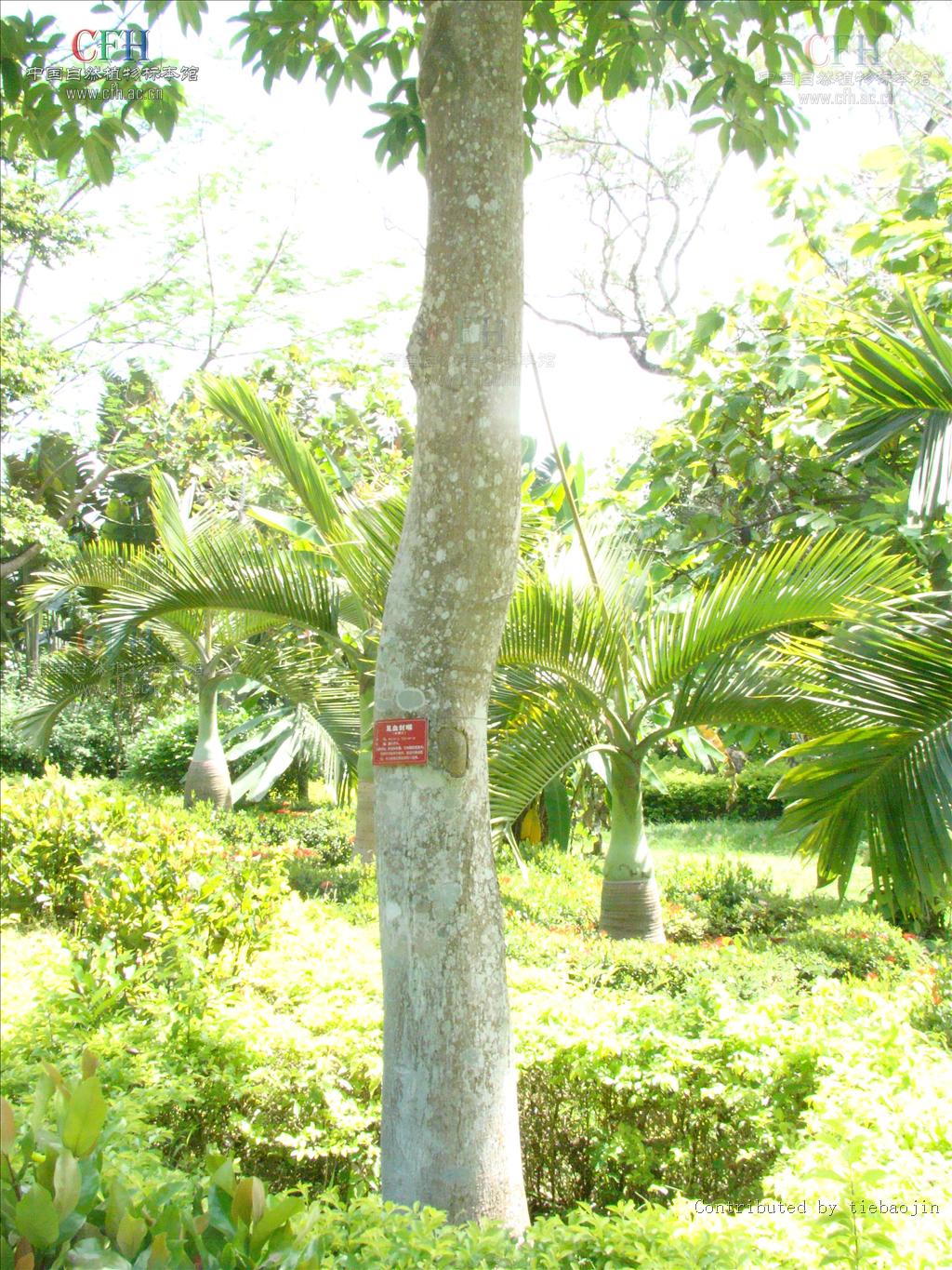 见血封喉(桑科植物(又名箭毒木))