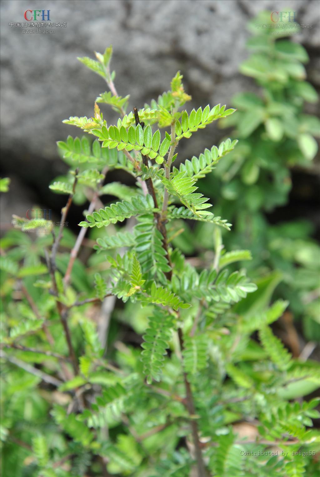  p>小石积(学名: i>osteomeles anthyllidifolia /i> lindl.