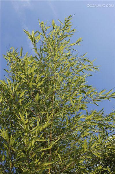  p>桂竹(学名: i>phyllostachys bambusoides  /i>sieb. et zucc.