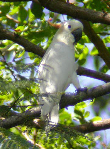  p>橘冠凤头鹦鹉(学名: i>cacatua sulphurea citrinocristata /i>)是