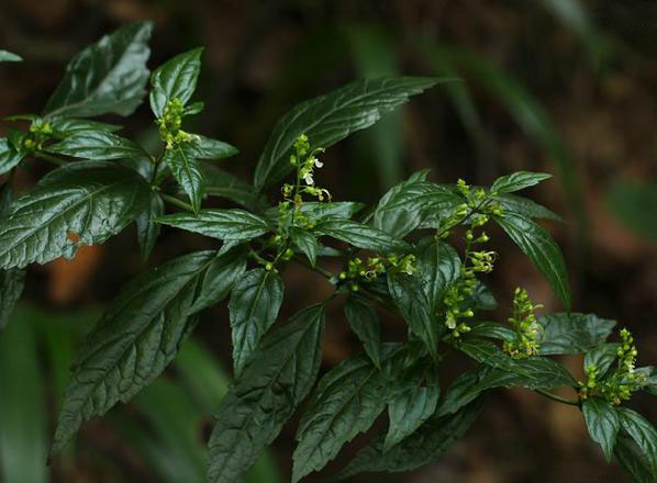  p>二齿香科科(学名: i>teucrium bidentatum&nbsp; /i>hemsl.