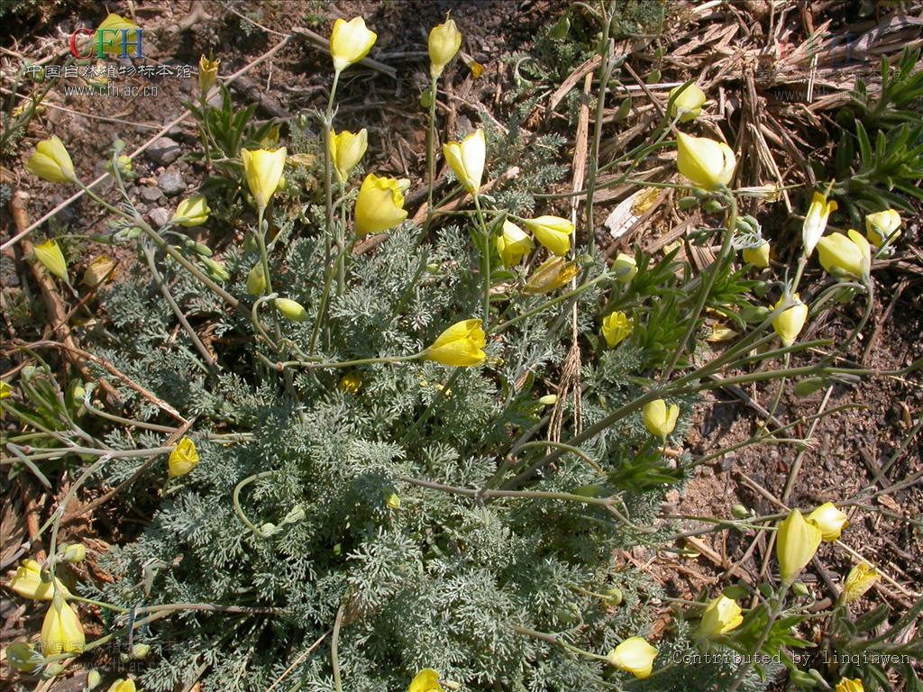  p>角茴香属(学名:hypecoum l.