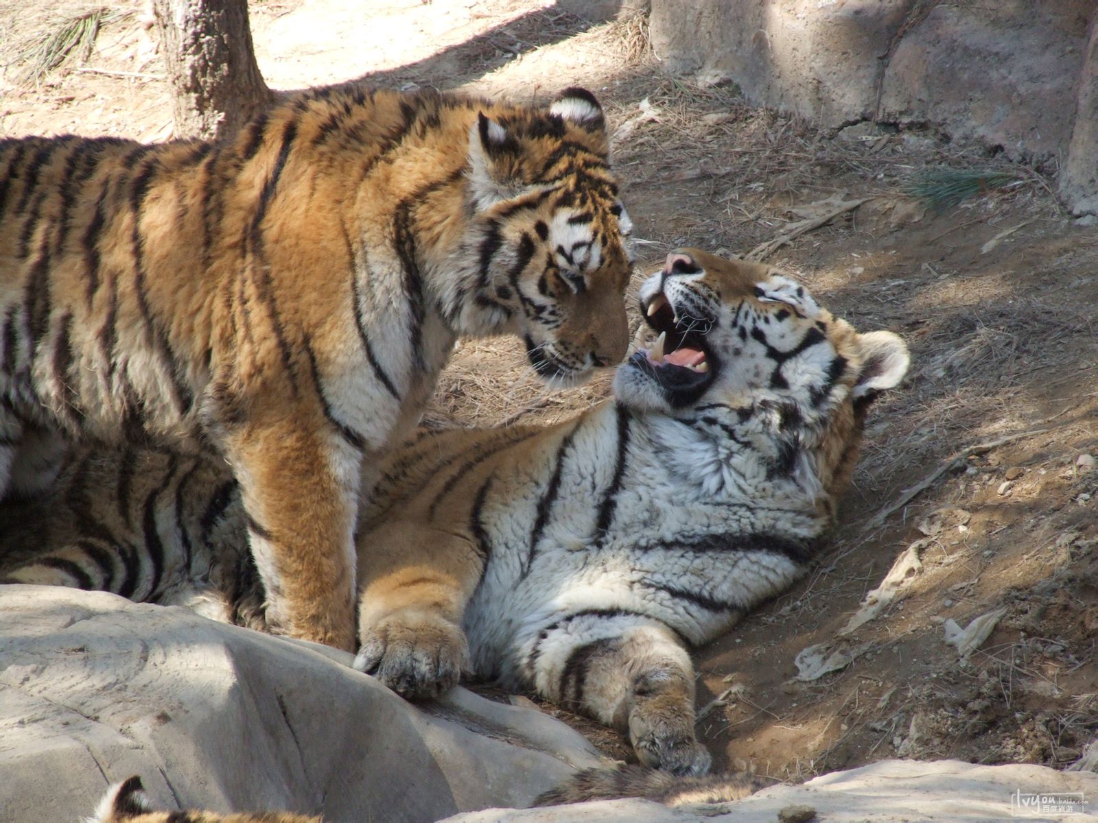 大连森林动物园一期