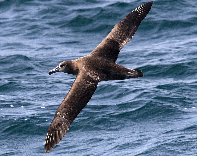  p>黑脚信天翁(学名: i>phoebastria nigripes /i>)为鹱形目 a target