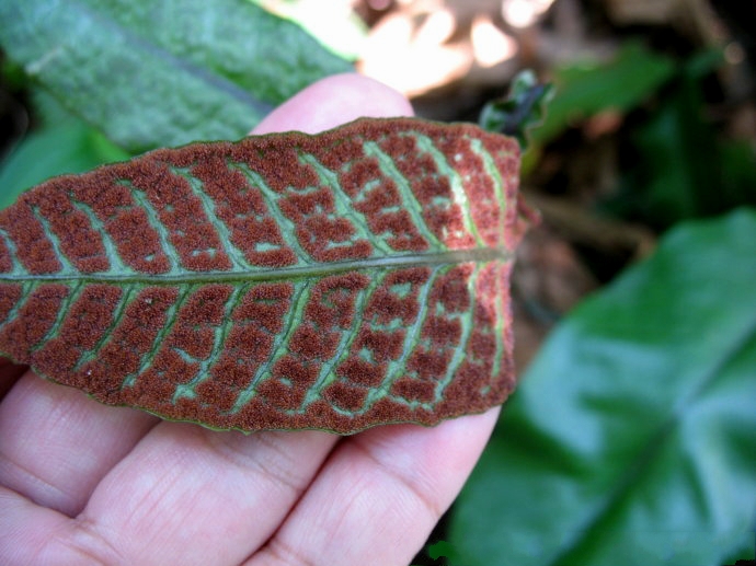  p>沙皮蕨(学名: i>hemigramma decurrens /i> (hook.) cop.