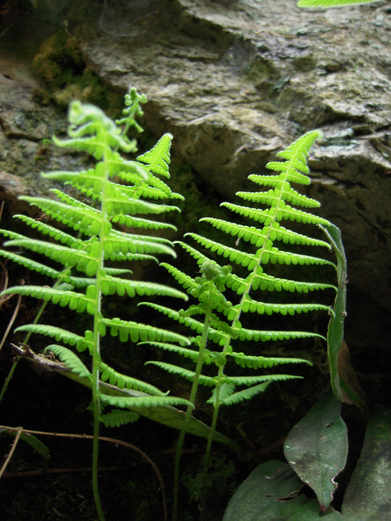  p>蕨类植物门(学名:pteridophyta)是又称羊齿植物,是一群进化水平最