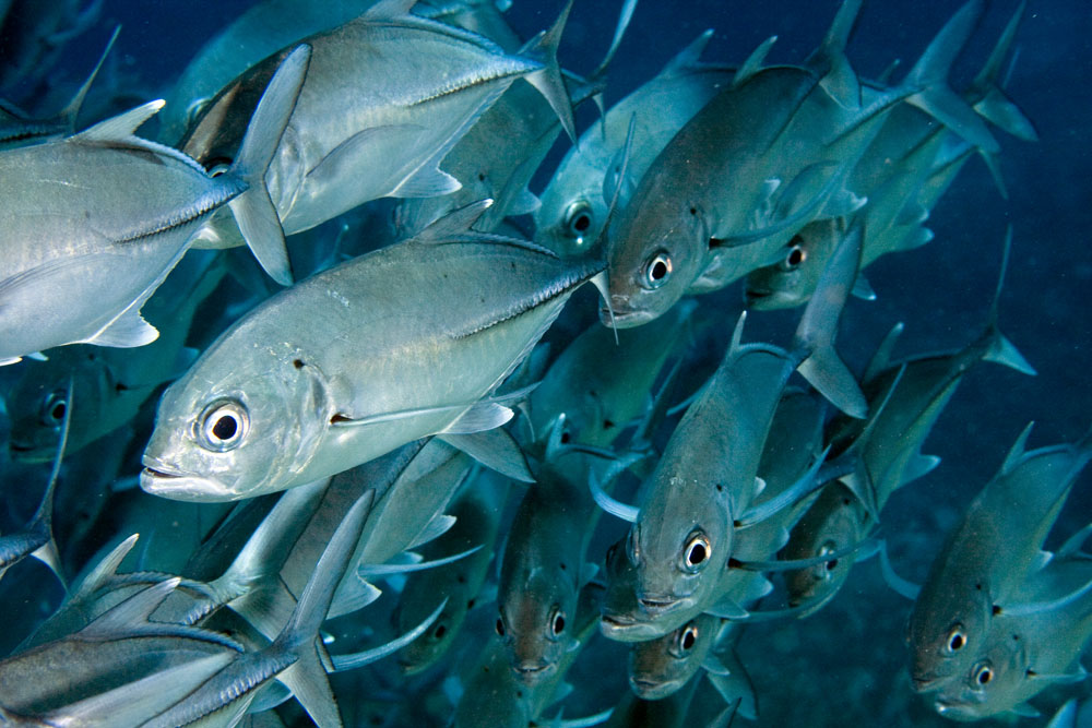  p>六带鲹,学名: i>caranx sexfasciatus /i> (quoy et gaimard, 1825