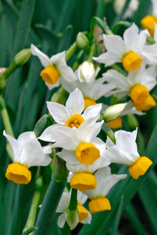 是 a target="_blank" href="/item/水仙属">水仙属 /a>的种类之一