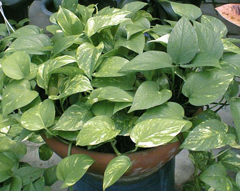 "/item/麒麟叶属/4407627" data-lemmaid="4407627">麒麟叶属 /a>植物