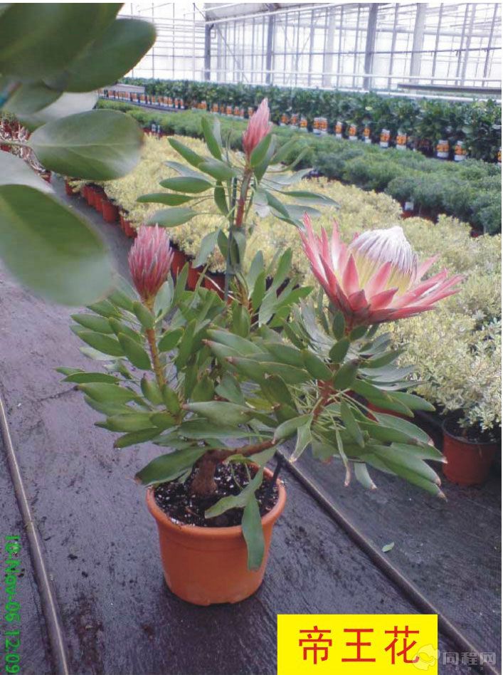 南非皇后帝王花