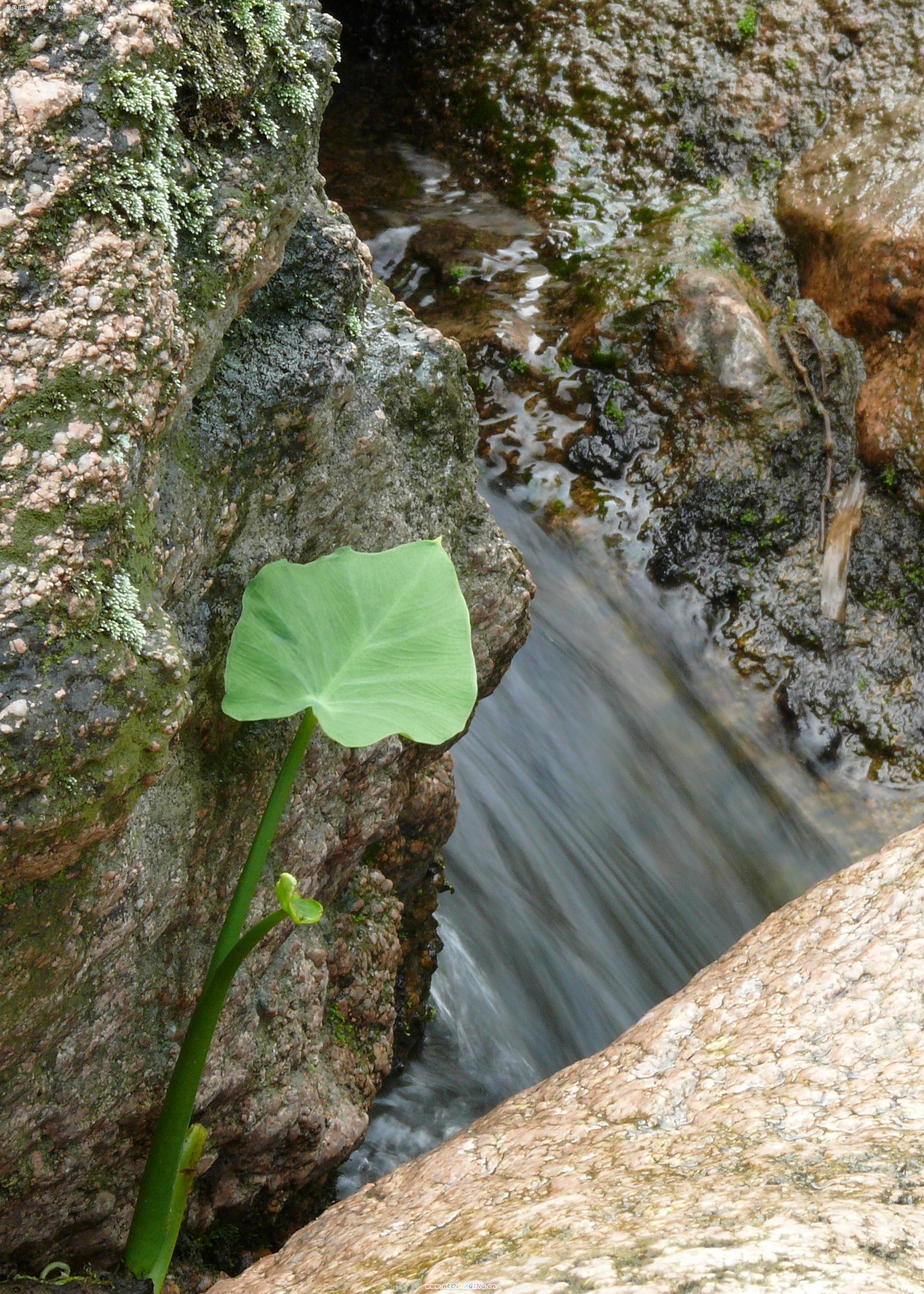 野芋叶