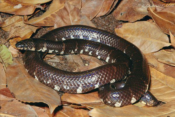  p>红尾管蛇( a href="#" data-lemmaid="8074290">学名 /a>:cylindr