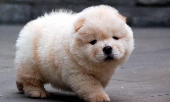 松狮犬（哺乳纲动物）_百度百科