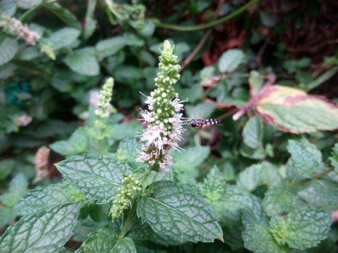  p>皱叶留兰香(学名: i>mentha crispata /i> schrader ex willd.