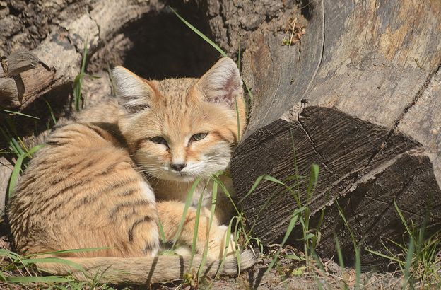  p>沙丘猫(学名: i>felis margarita /i>):是最小的 a target="_blank