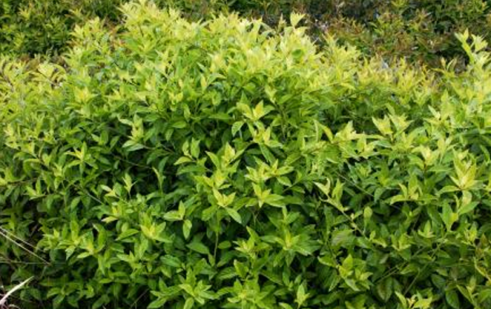  p>平卧菊三七(学名: i>gynura procumbens /i> (lour.) merr.