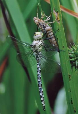 成熟后蜕变为蜻蜓( a target="_blank" href="/item/不完全变态发育