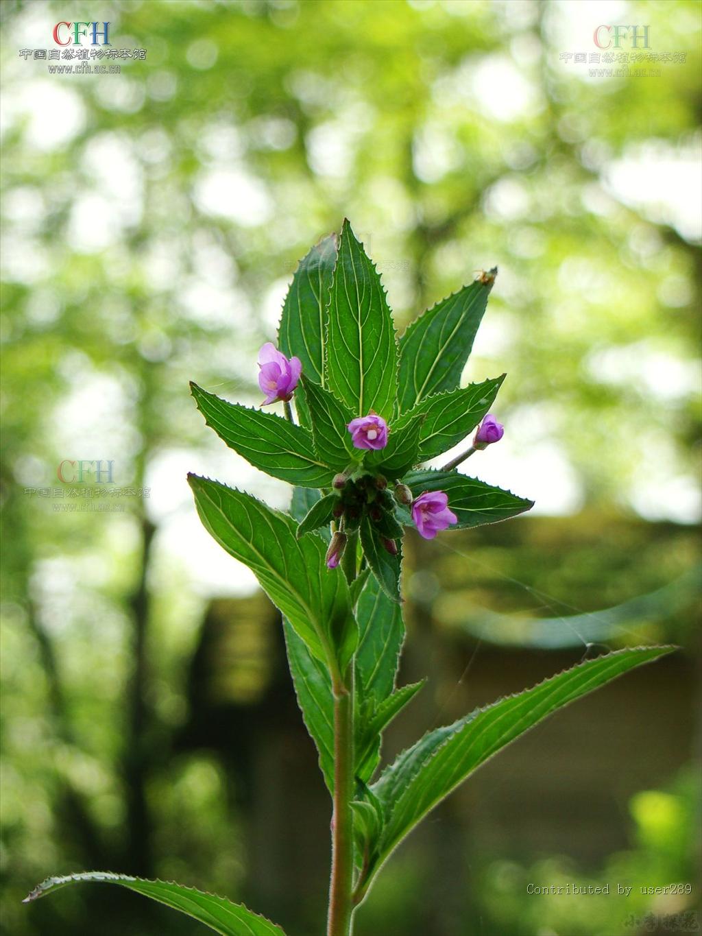 柳叶菜