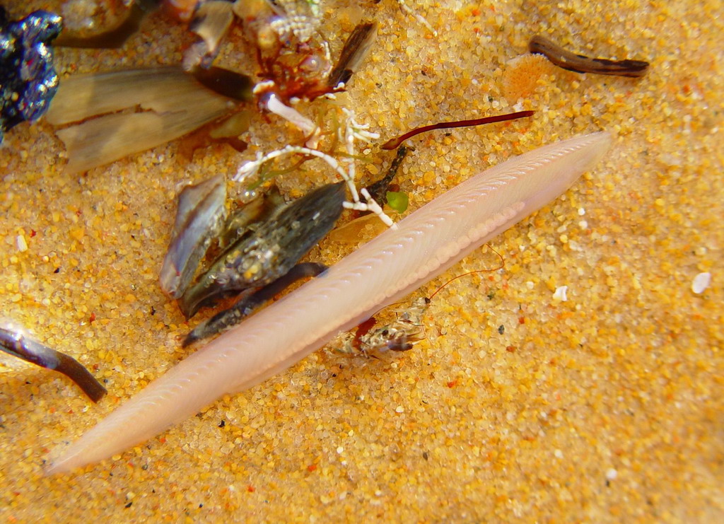 环节及原索动物